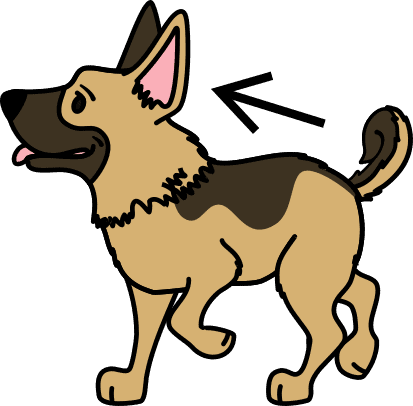 german shepherd Walking away