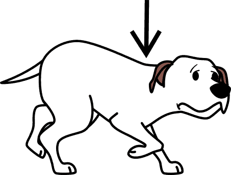 crouching dog, lowering body