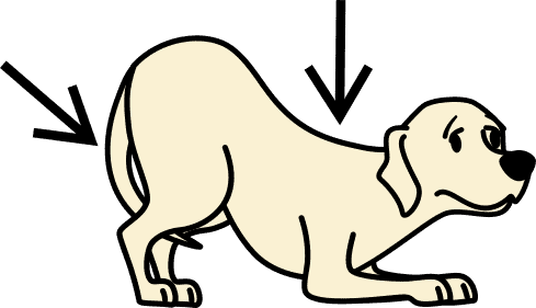 putting chest to ground and tucking tail