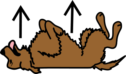 dog rolling on back Exposing stomach