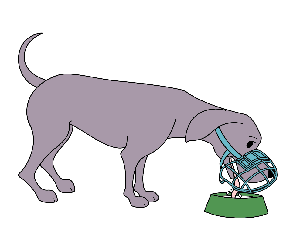 dog drinking