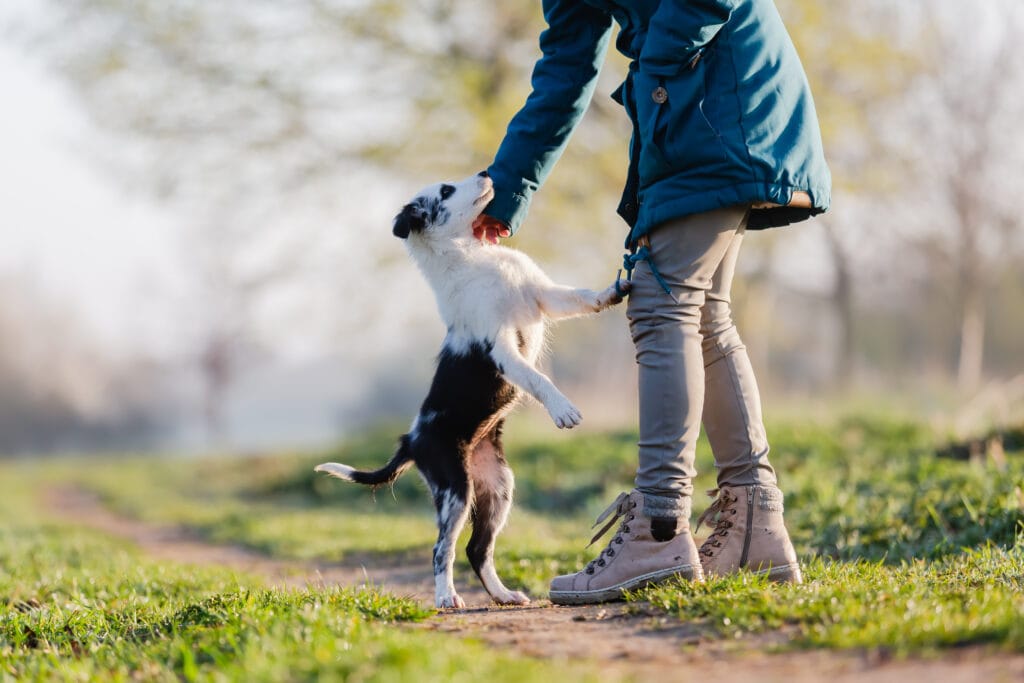 puppy jumping up 4