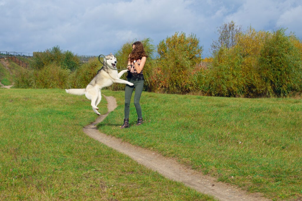 puppy jumping up 6