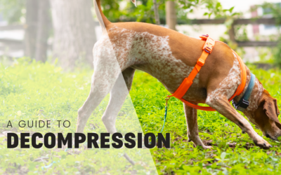 Decompression Activities From A Dog Trainer