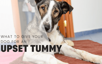 What To Give Puppy For Upset Stomach