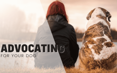 How Do I Advocate For My Dog?