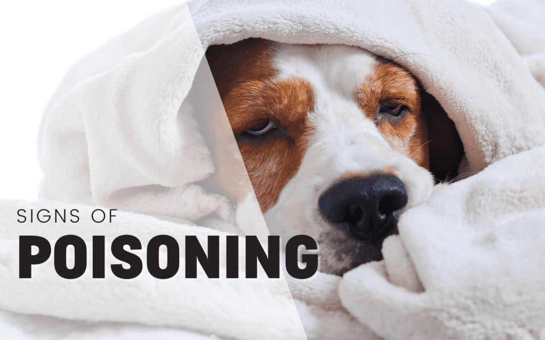 8 Signs Your Dog Has Eaten Something Poisonous or Toxic