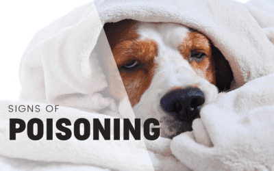 8 Signs Your Dog Has Eaten Something Poisonous or Toxic