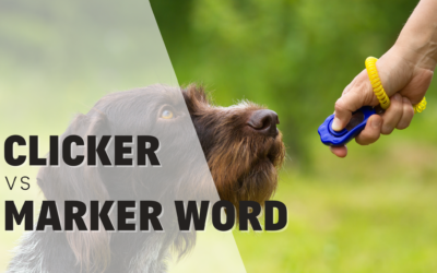Clicker training vs marker word; what’s more effective? 2024