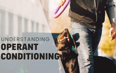 What is Operant Conditioning in Dog Training? 2024