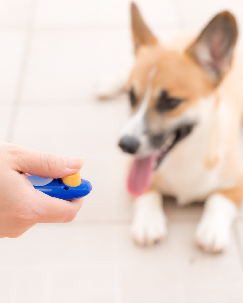 Clicker Training vs marker training dogs 1