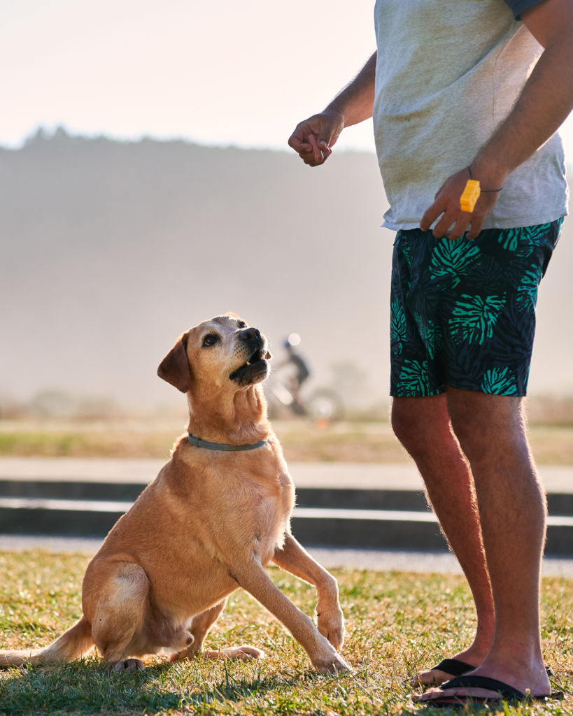 Clicker Training vs marker training dogs 2