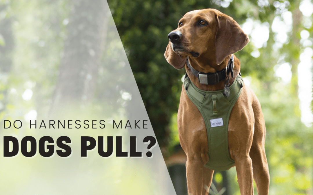 Do Harnesses Make Dogs Pull More? Pro Trainer Explains – 2024