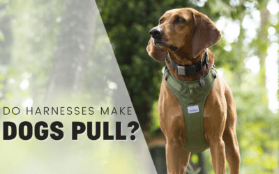 Do Harnesses Make Dogs Pull More? Pro Trainer Explains – 2024