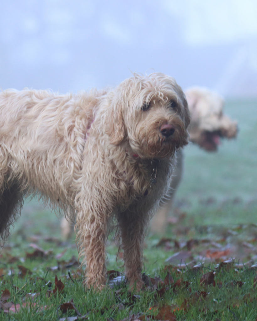 Doodle breed alternatives otter hound
