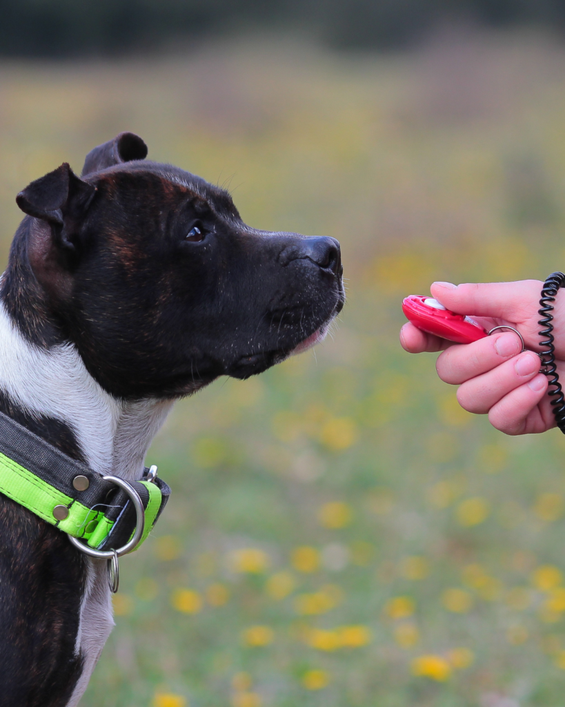clicker training vs marker training dogs