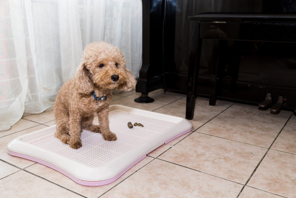 puppy pad alternatives