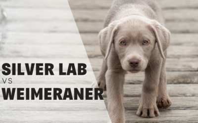 Silver Labrador Retriever Vs Weimeraner