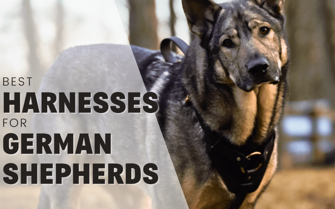 Best (& Worst!) Harnesses for German Shepherd Dogs in 2024