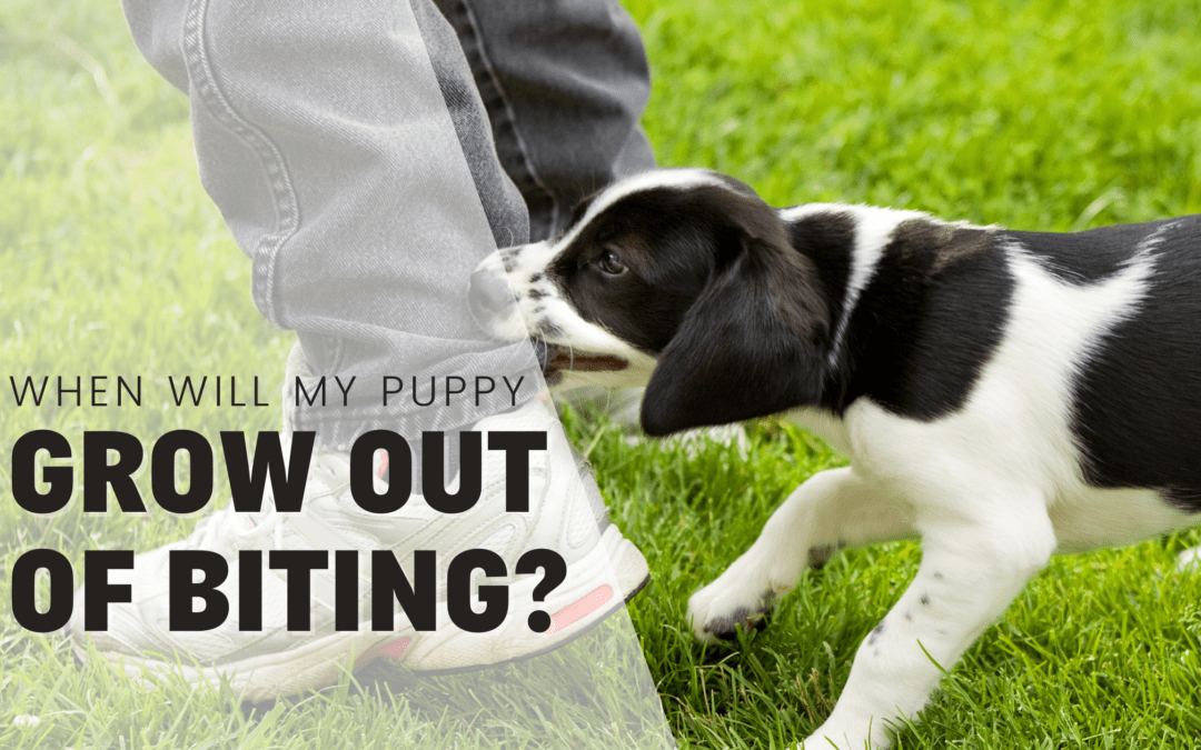 When Do Puppies Grow Out Of Biting? From A Professional Dog Trainer