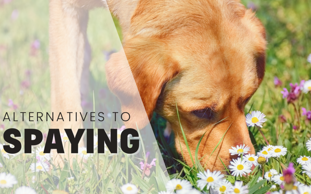 4 Spay Options For Female Dogs