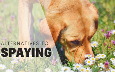 4 Spay Options For Female Dogs