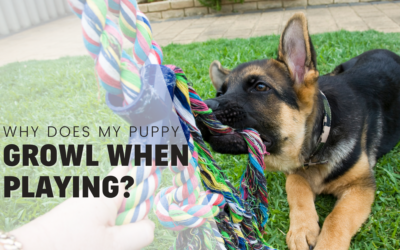 Why Does my puppy growl during play? Pro Trainer Explains [2024]