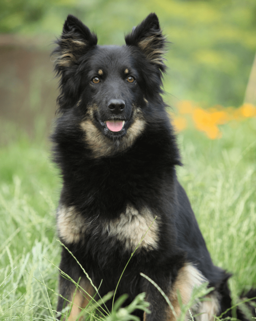 Dog breeds that look similar to the german shepherd 1