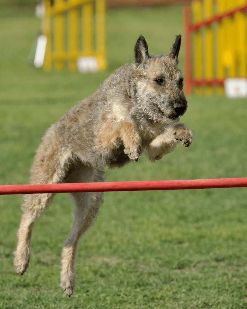 Dog breeds that look similar to the german shepherd 2