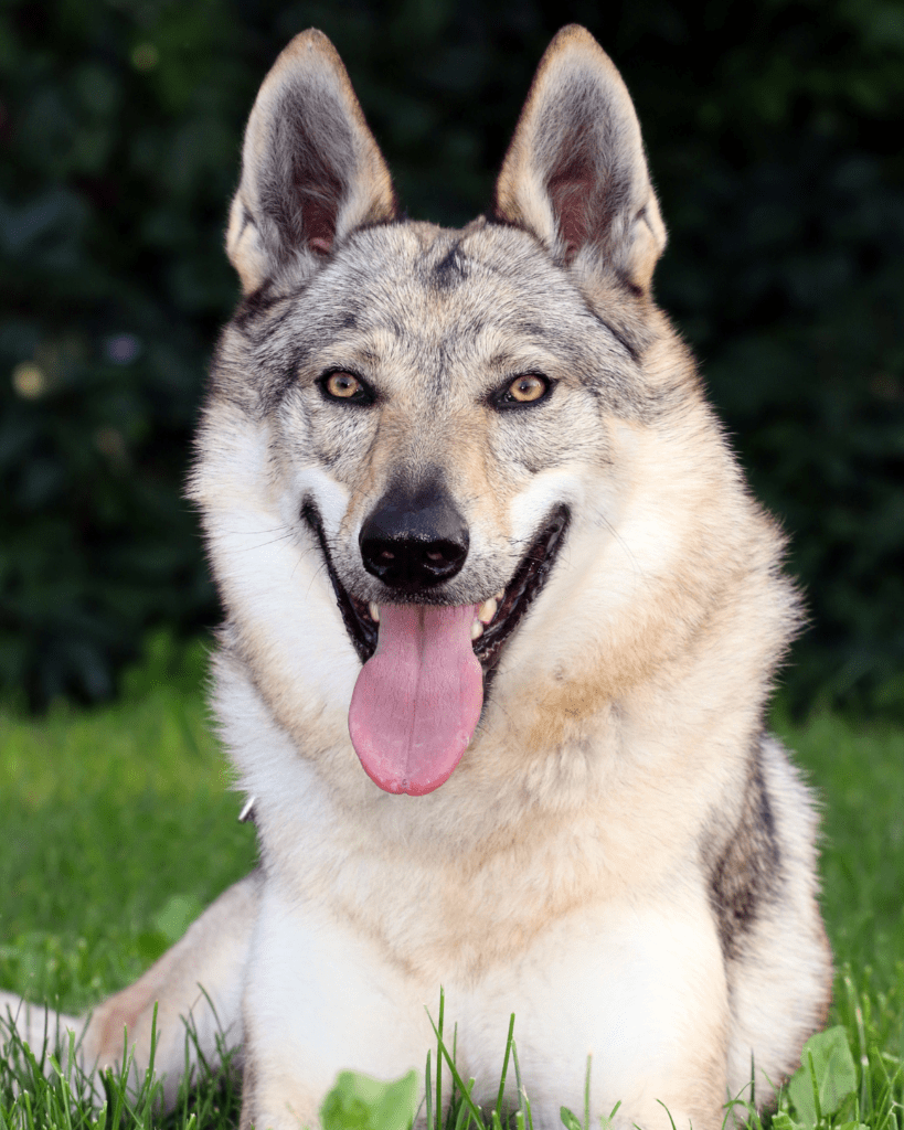 Dog breeds that look similar to the german shepherd 3