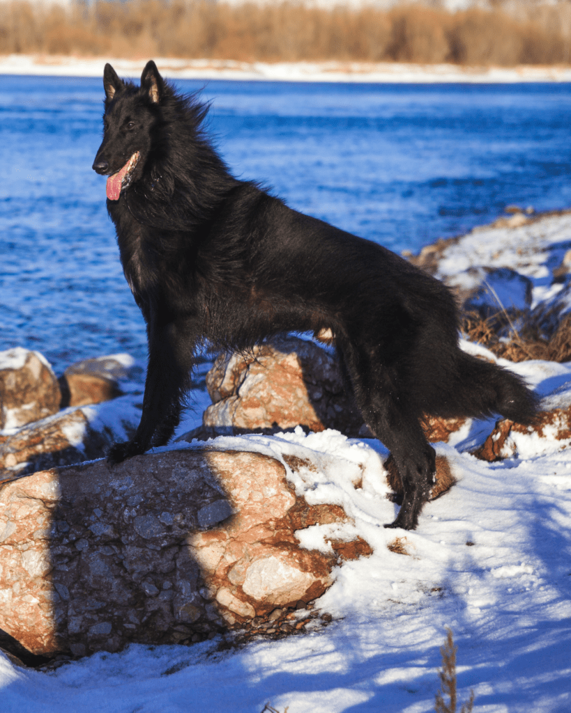 Dog breeds that look similar to the german shepherd 4