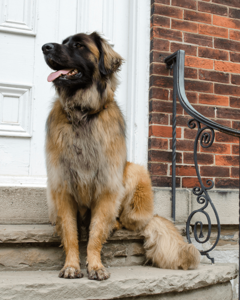 Dog breeds that look similar to the german shepherd 5