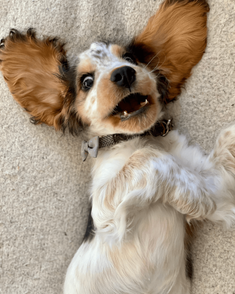 Ear yeast infection dogs 3