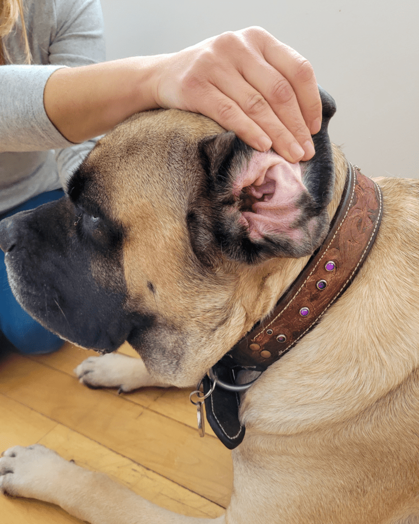 Ear yeast infection dogs 4