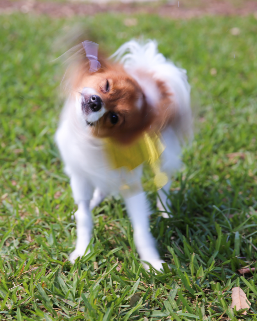 Ear yeast infection dogs 5