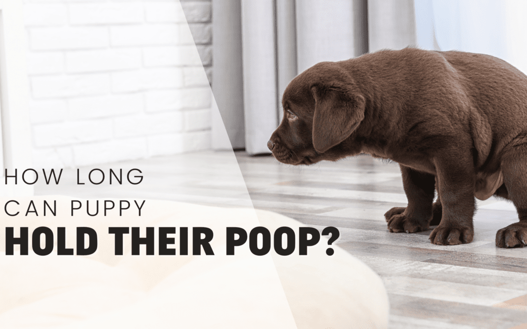 How Long Can A Puppy Hold Their Poop? (With Quick Tips!)