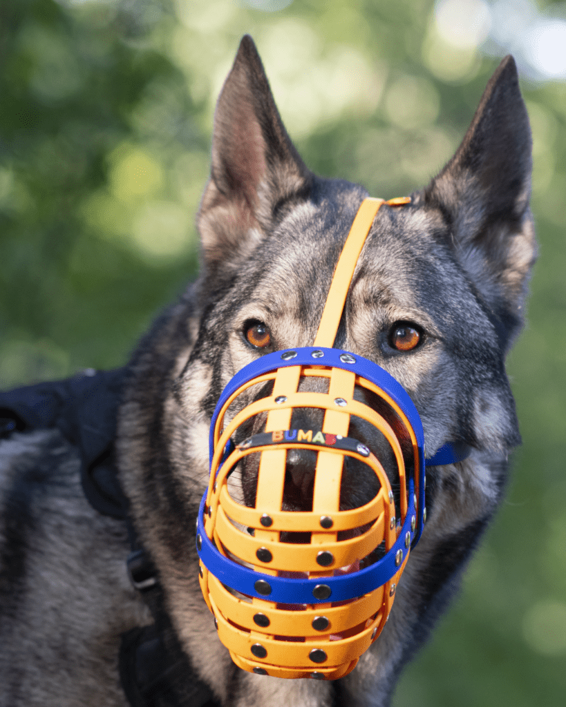 cooperative care dogs 1