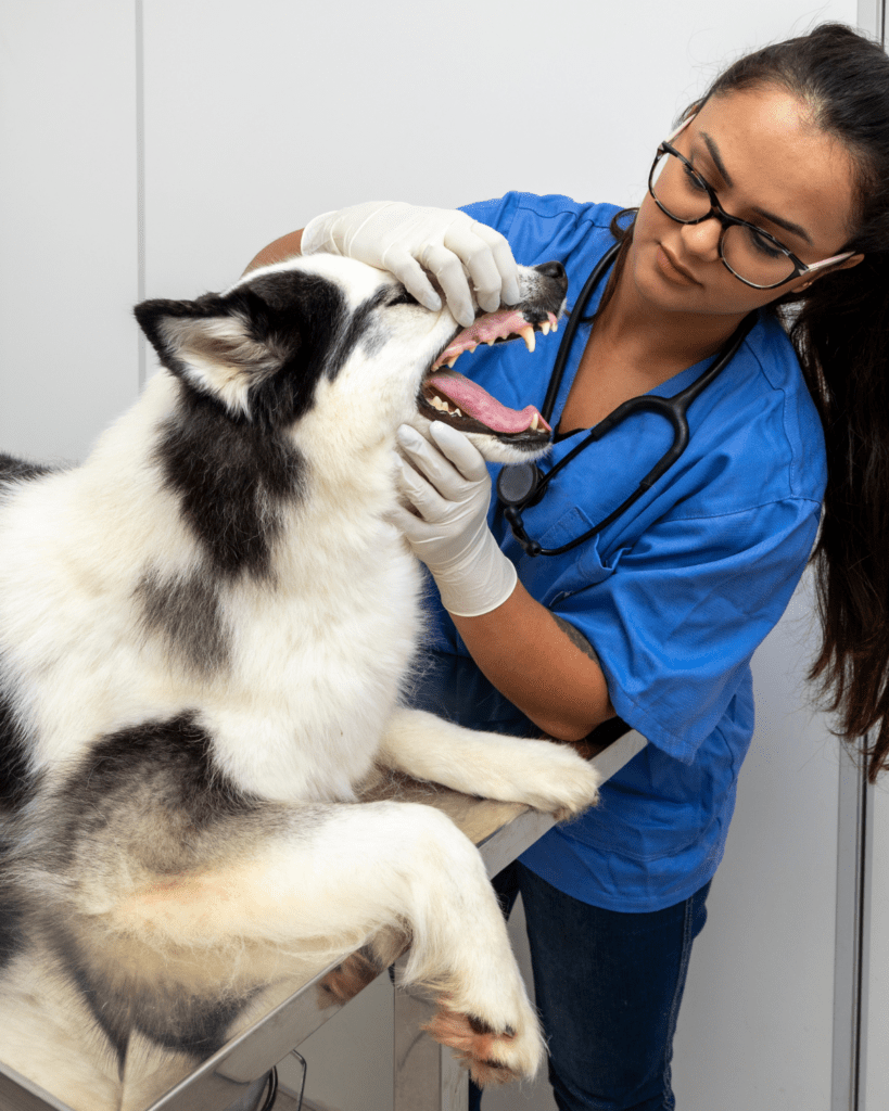 cooperative care dogs 2