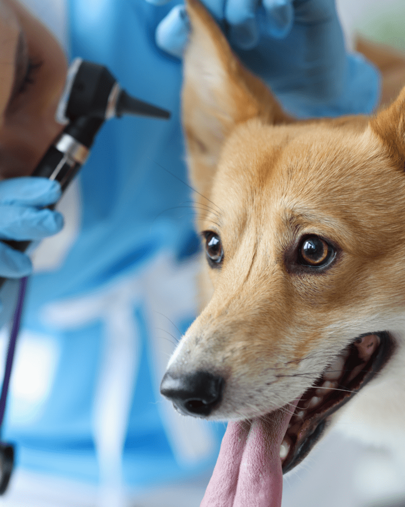 cooperative care dogs 3