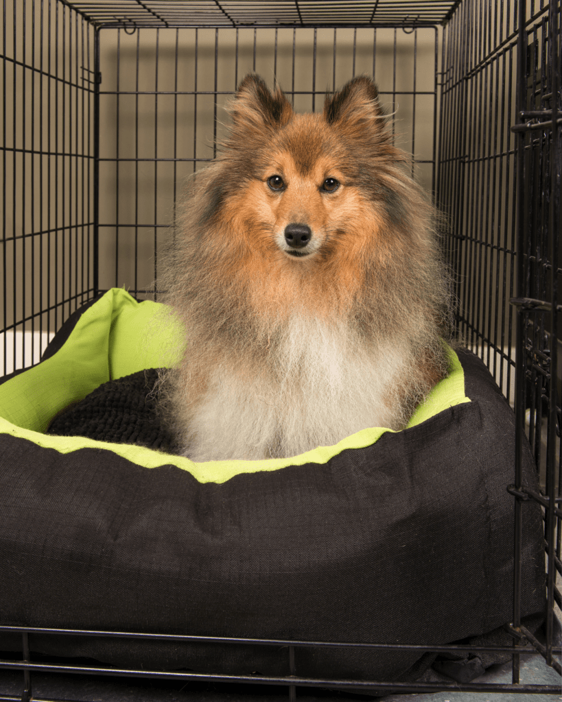 cooperative care dogs 4