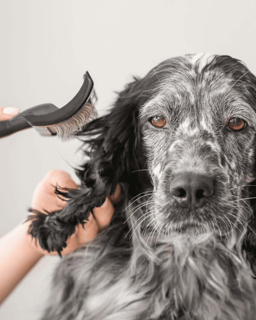 cooperative care dogs 5