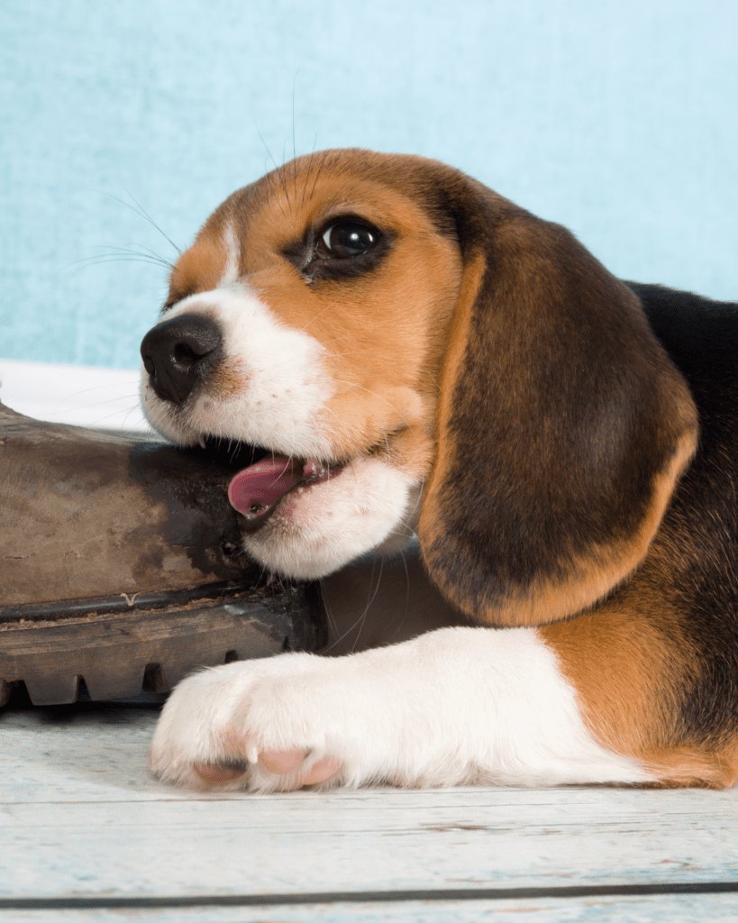 grow out of puppy biting 1