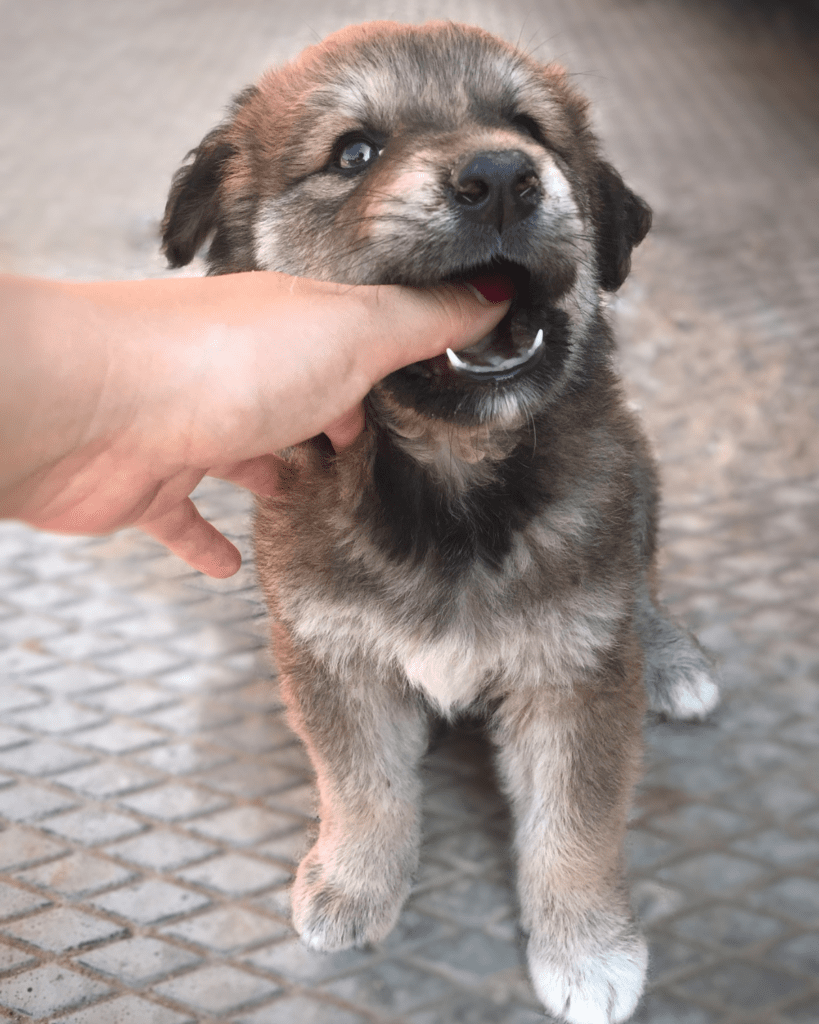 grow out of puppy biting 3