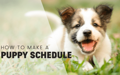 How to Set Up A Perfect Daily Routine For Your Puppy [2024]