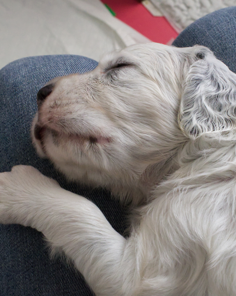 normal for puppy to breathe fast 2