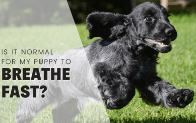 Is It Normal for My Puppy to Breathe Fast? Experts Explain.