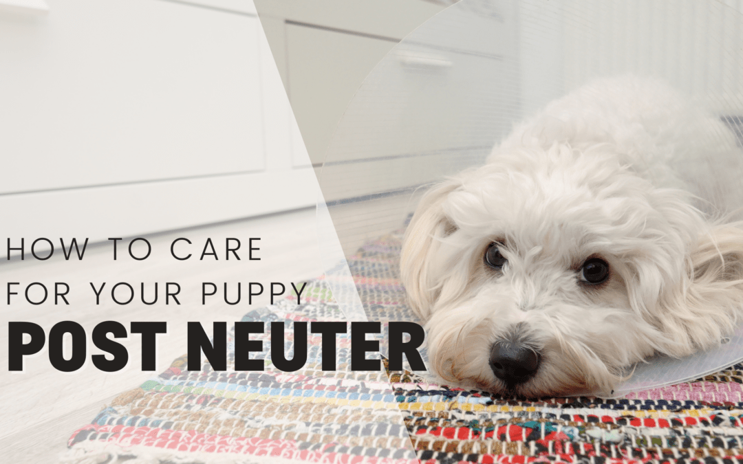 After Neutering: How To Care For Your Dog After Surgery