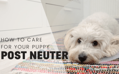 After Neutering: How To Care For Your Dog After Surgery
