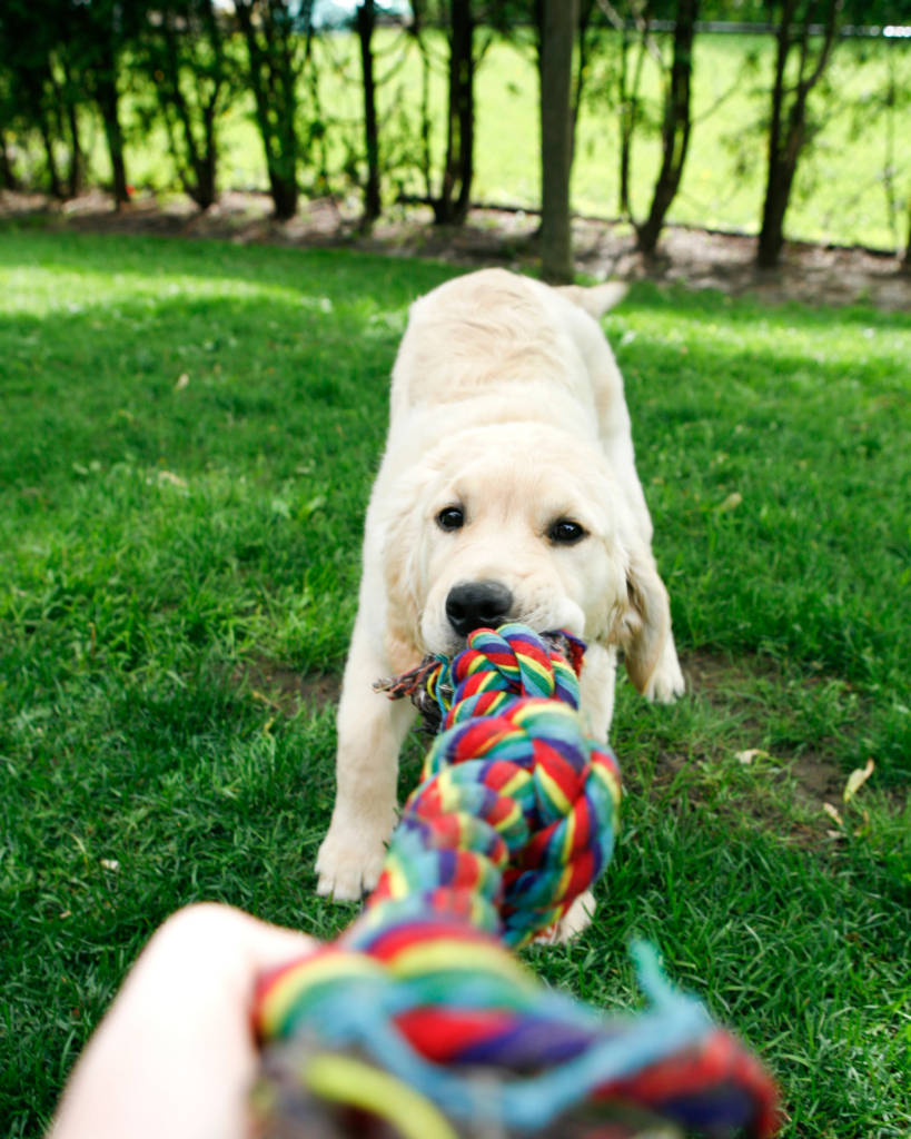 puppy hold poop 2