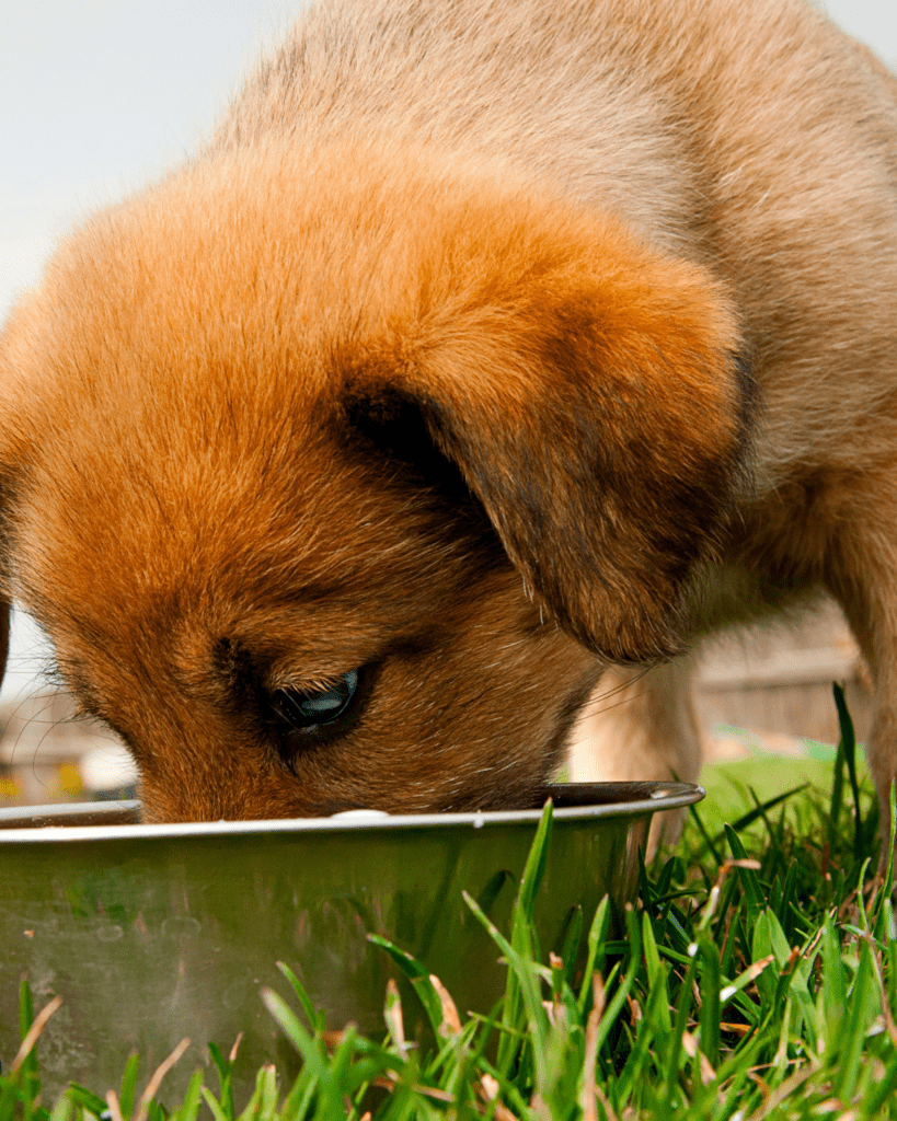 puppy hold poop 3